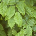 Jilm Ulmus_sp._(Orme_sp._)