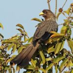 Western_grey_plantain-eater_(Crinifer_piscator)