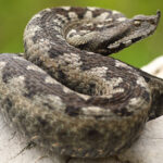 beautiful nosed viper on a rock