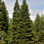 abies-grandis-3