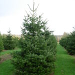 abies-nordmanniana