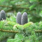 abieshomherb1