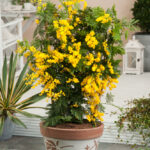acacia-dealbata-mimosa-set-van-3-struik-pot-9cm-ho