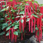 Akalyfa acalypha-hispida-greenparadise12_1200x1200