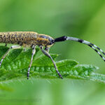 agapanthia_villosoviridescens_bj6879