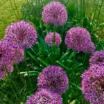 allium-millenium-e1586548292713-600×600.jpg