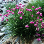 allium_narcissiflorum