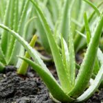 aloe-vera-plant-outside-jpg-1522875135