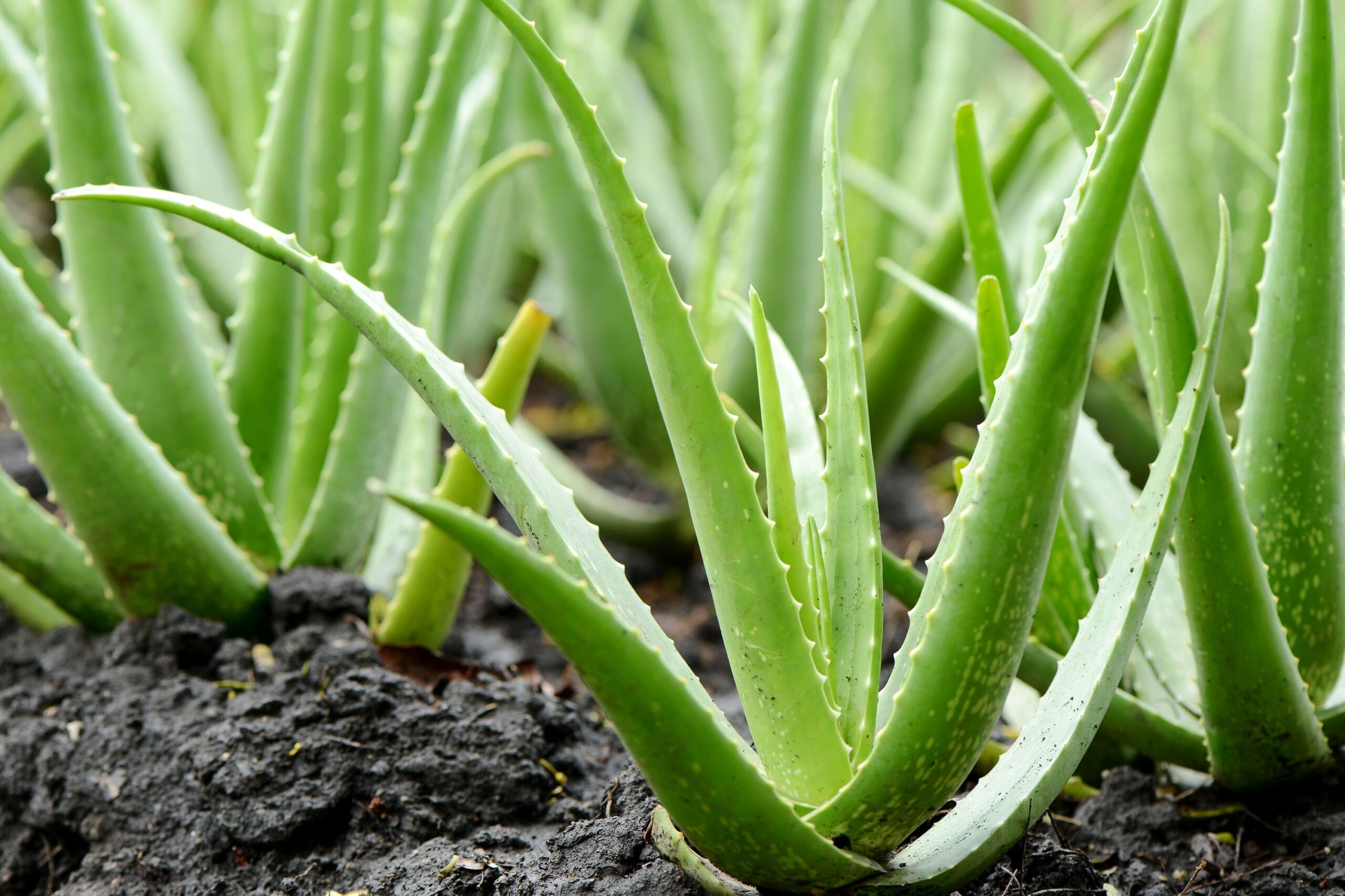 Aloe pravá