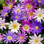 anemone-blanda-mix_1