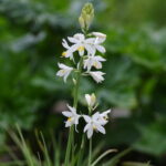 anthericum-liliago-major-bc-nursery-4-5-22_7b8e906fec