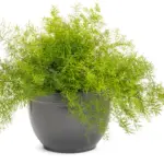 asparagus_fern_mono.jpg
