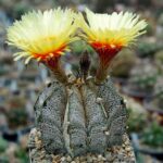 astrophytum_capricorne_v_major_p_368_20200602_1695293862