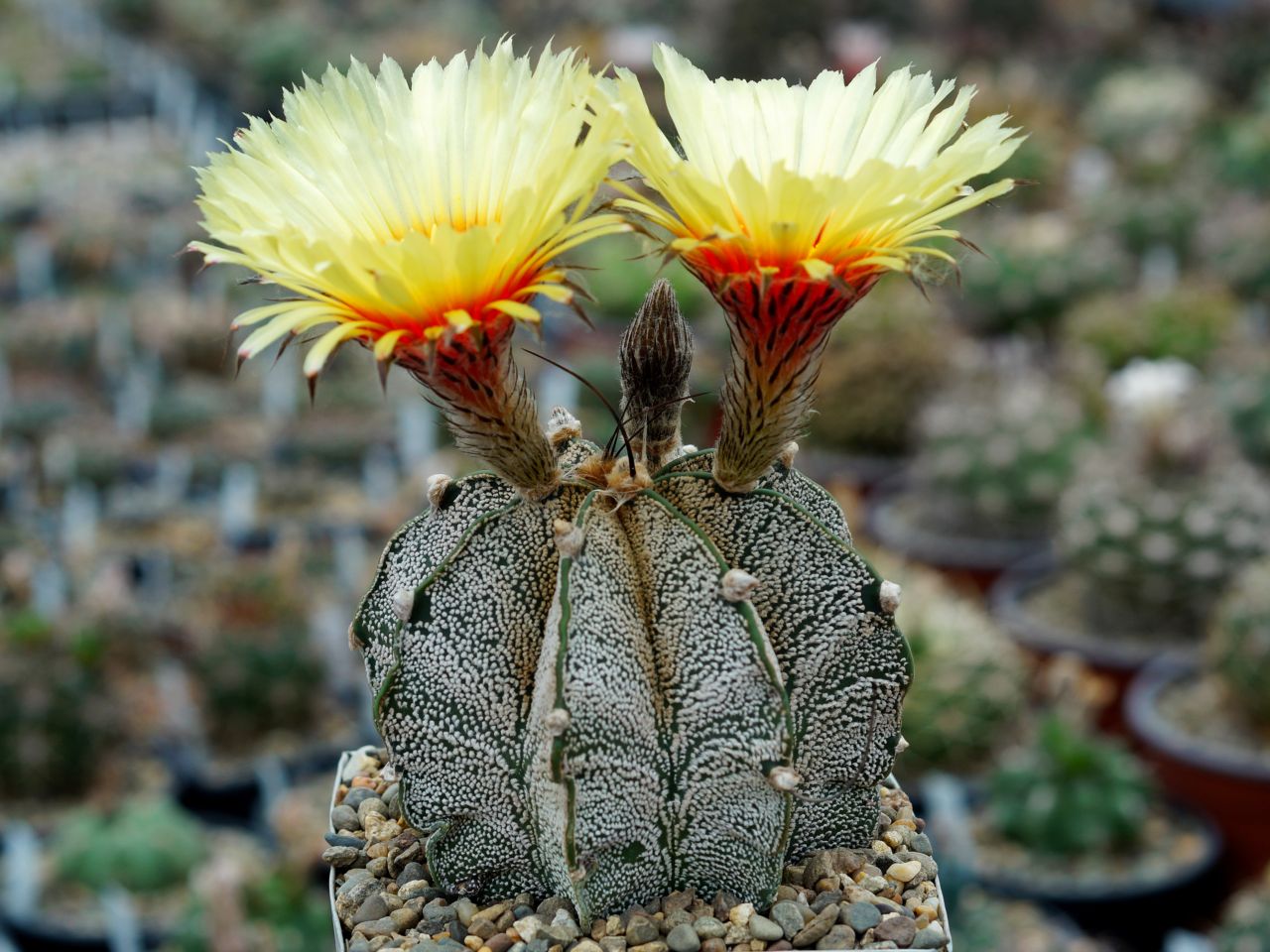 Astrophytum capricorne