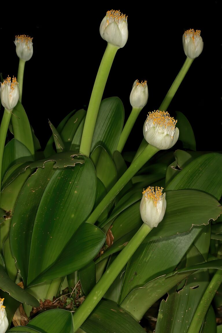 Sloní ucho (Haemanthus albiflos)