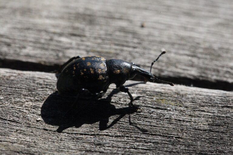 Klikoroh devětsilový (Liparus glabrirostris)