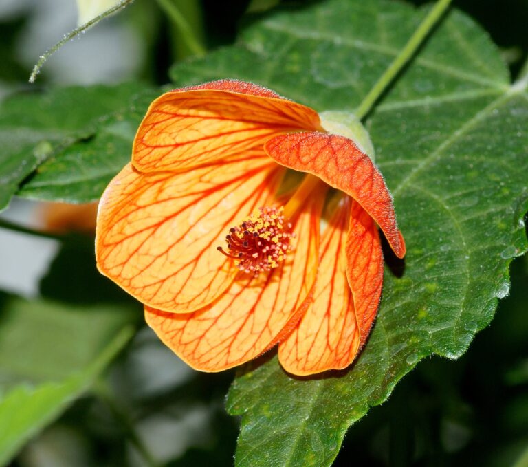 Abutilon (Abutilon)