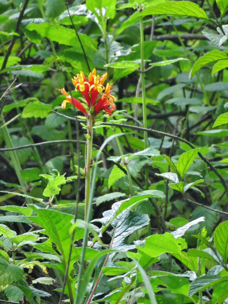 Afelandra