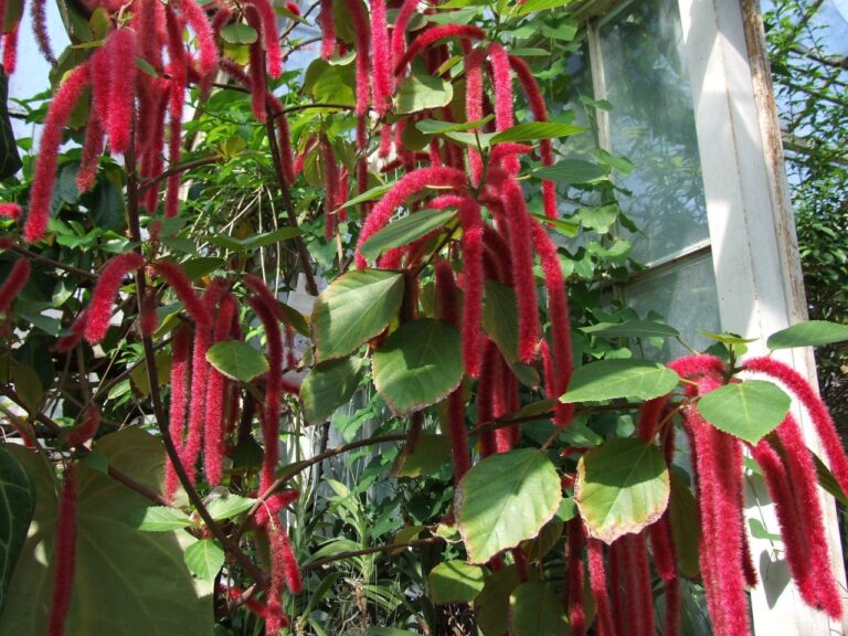 Akalyfa (Acalypha hispida)