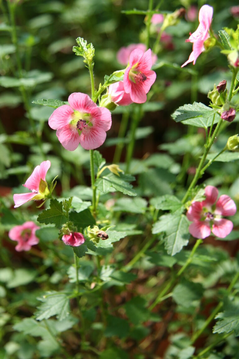 Anisodontea Anisodontea (Anisodontea capensis)