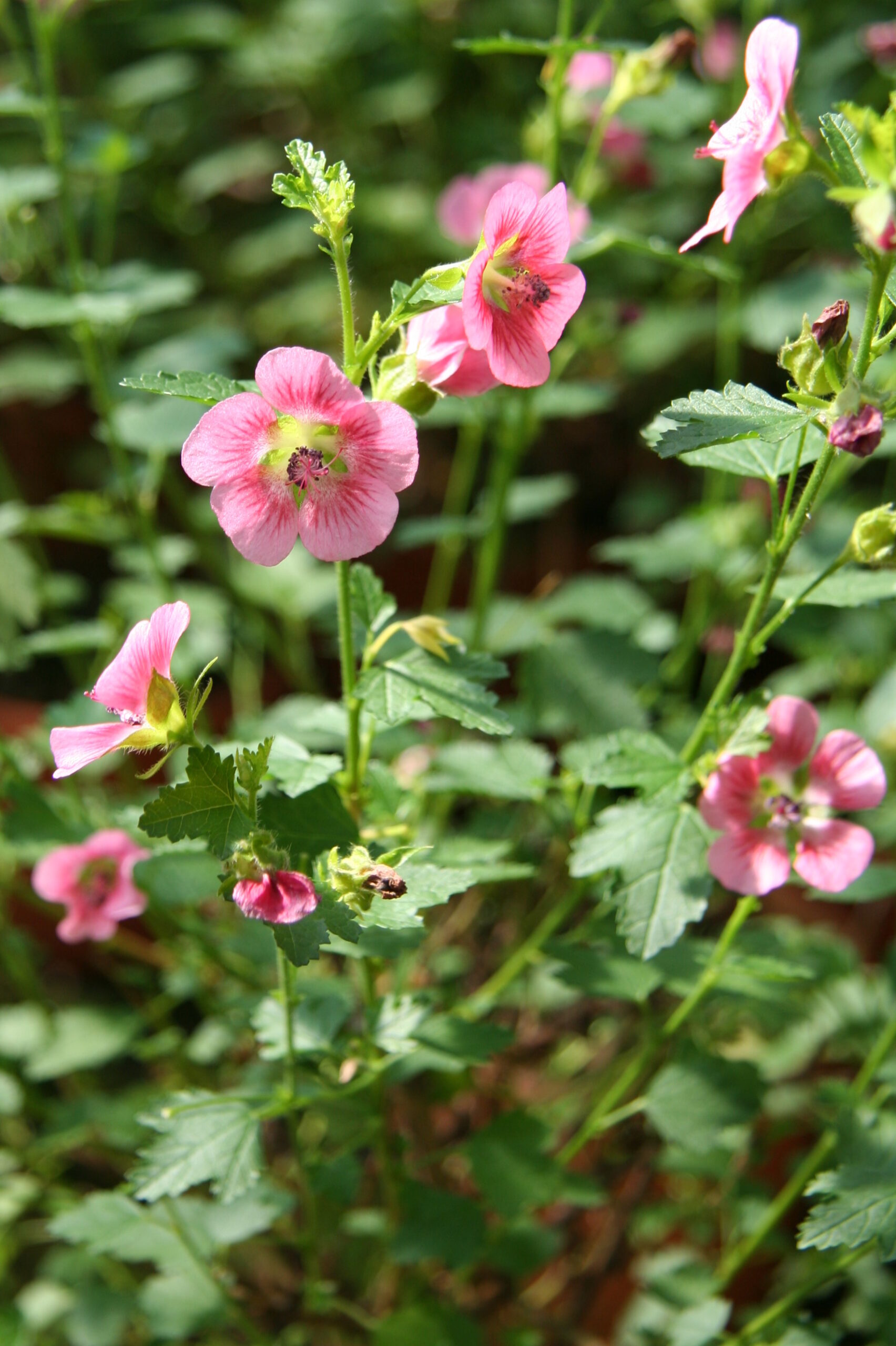 Anisodontea