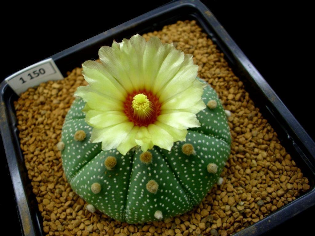 Astrophytum asterias