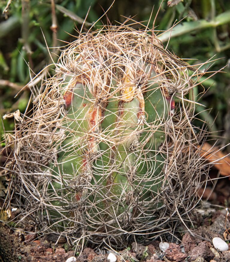 Astrophytum capricorne (Astrophytum capricorne)