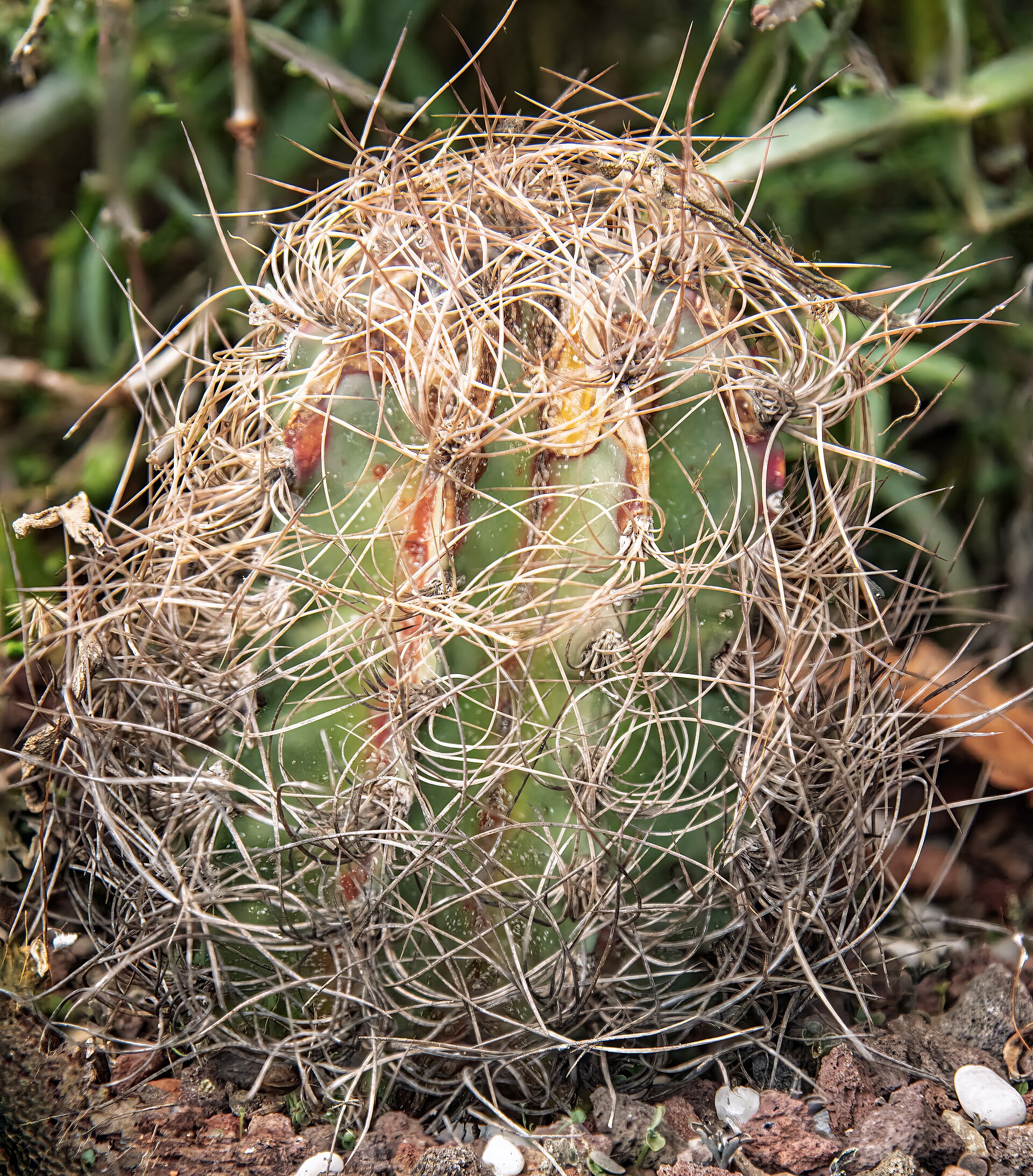 Astrophytum capricorne