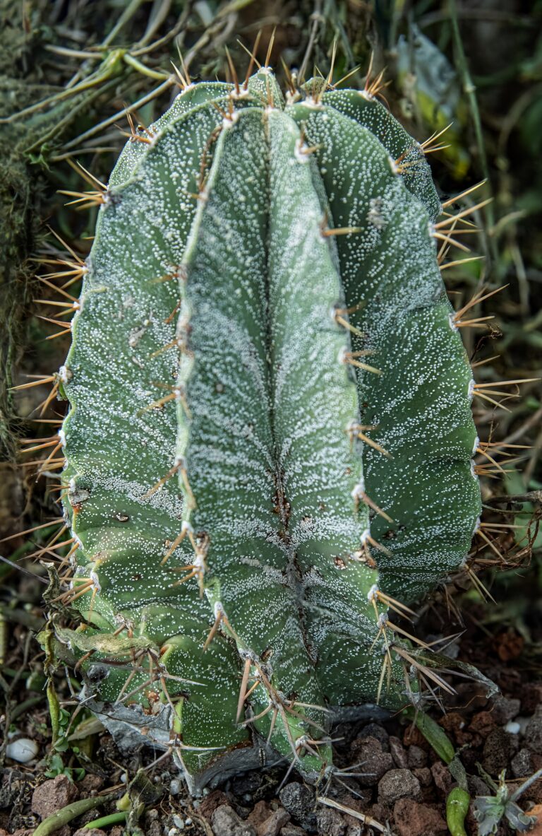 Astrophytum ornatum (Astrophytum ornatum)