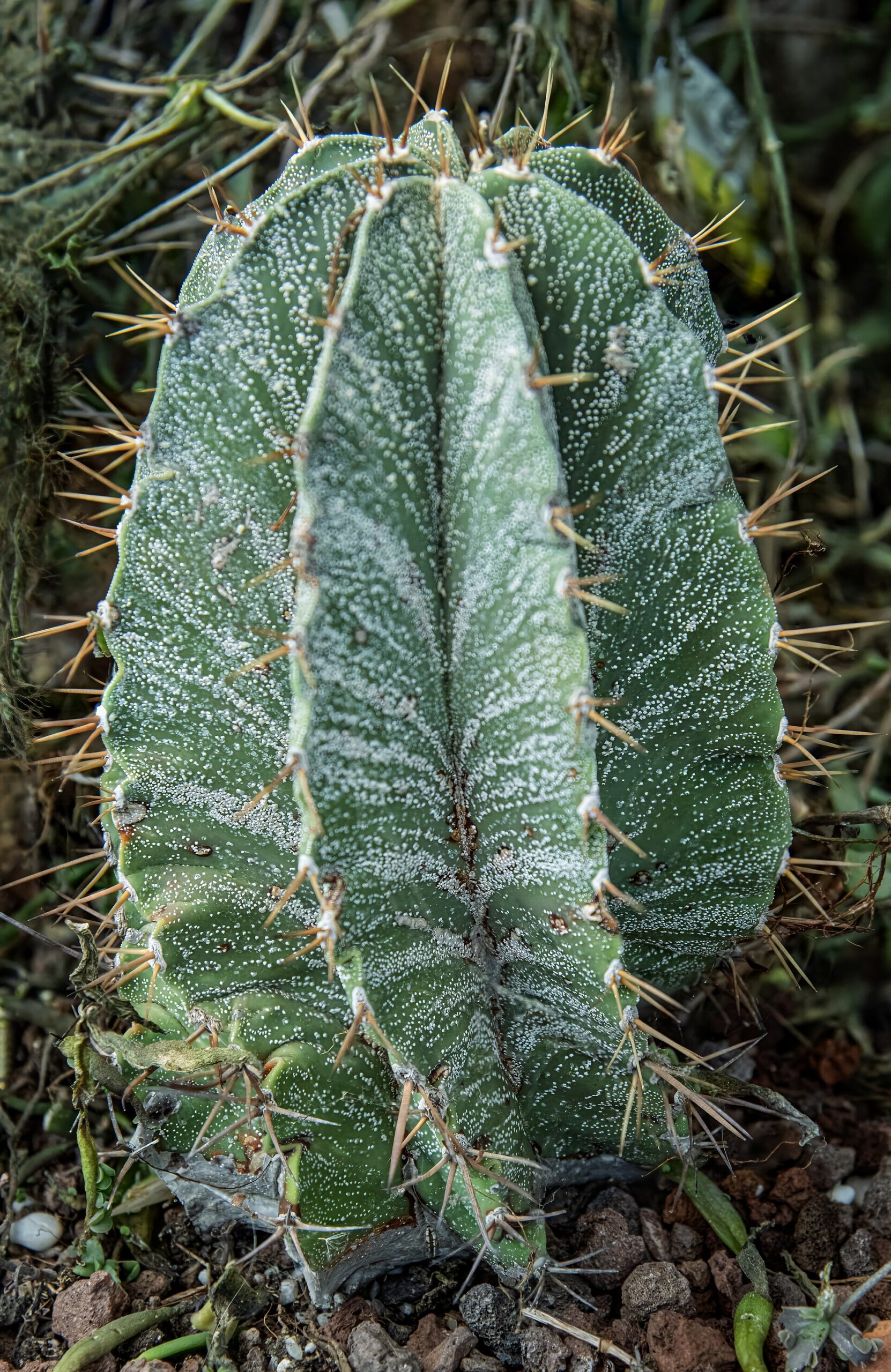 Astrophytum ornatum