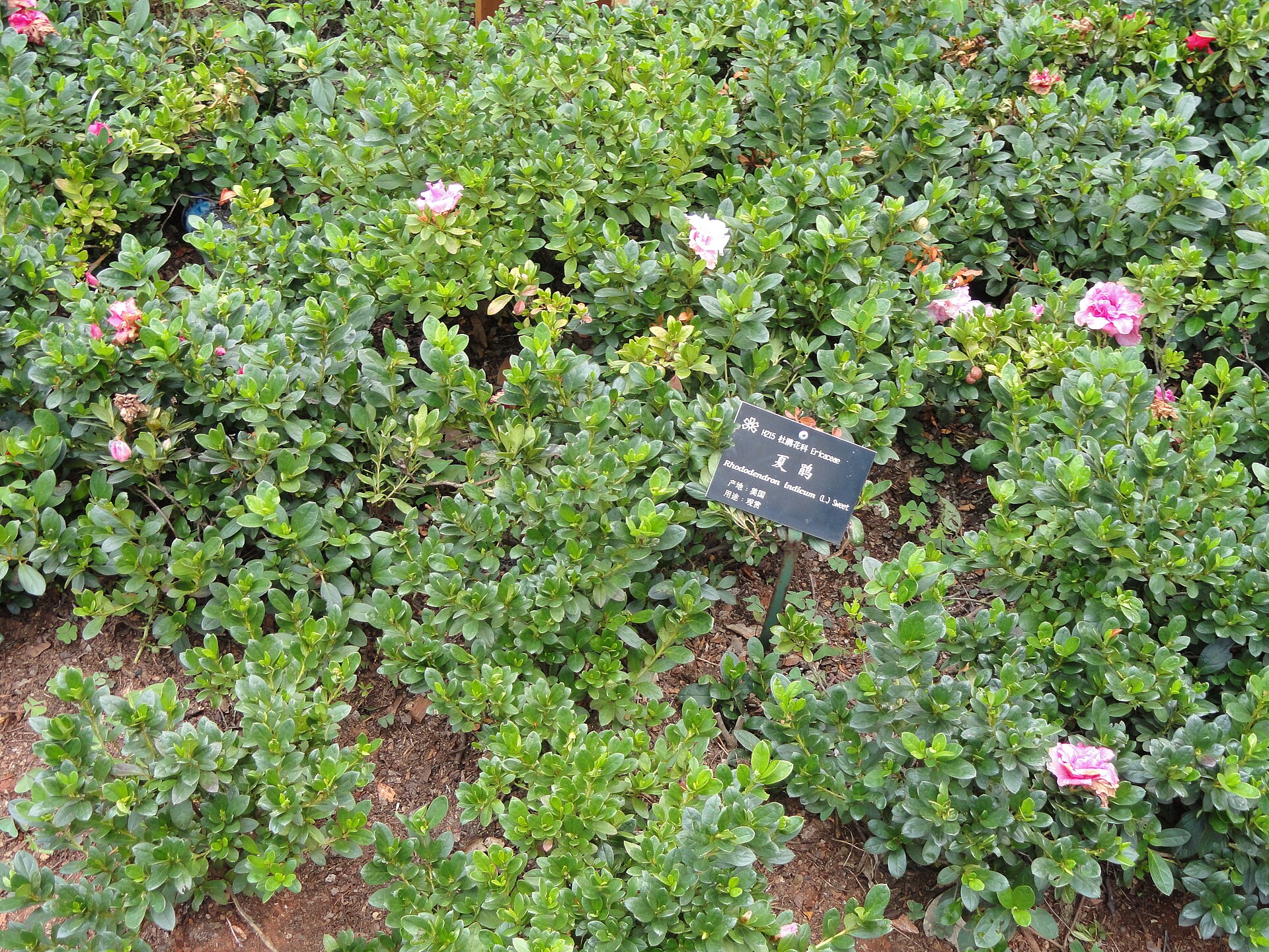 Azalka