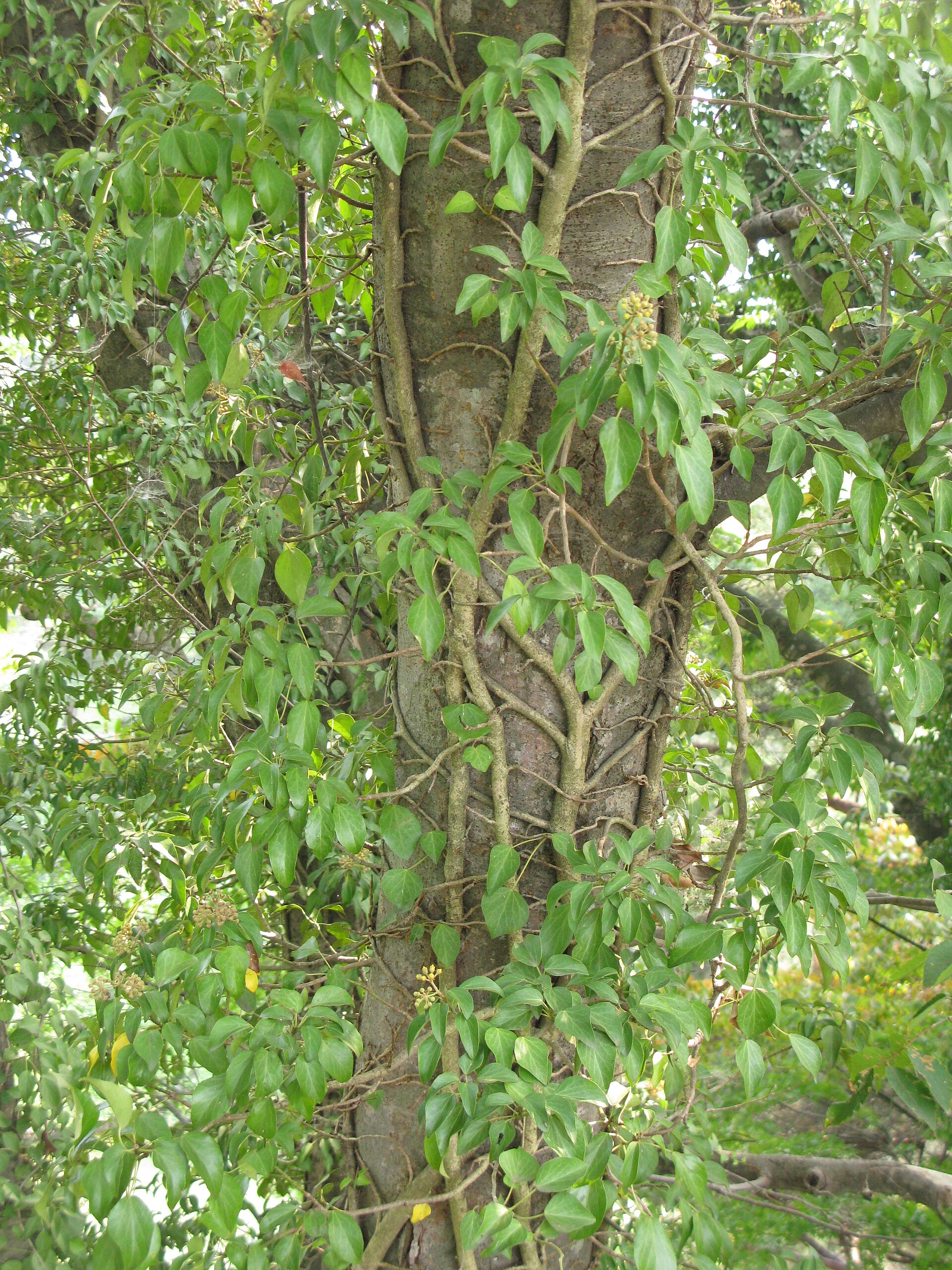 Břečťan