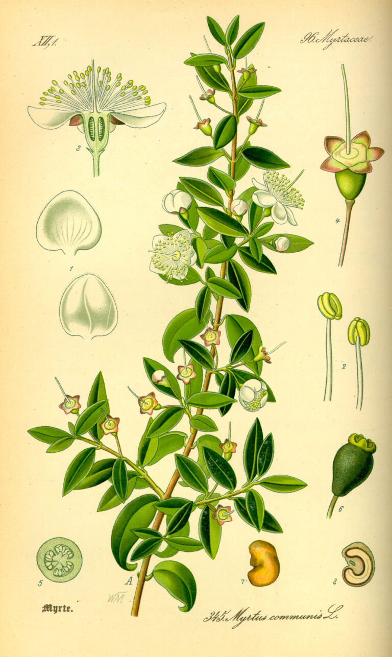 Myrta obecná Myrta obecná (Myrtus communis)