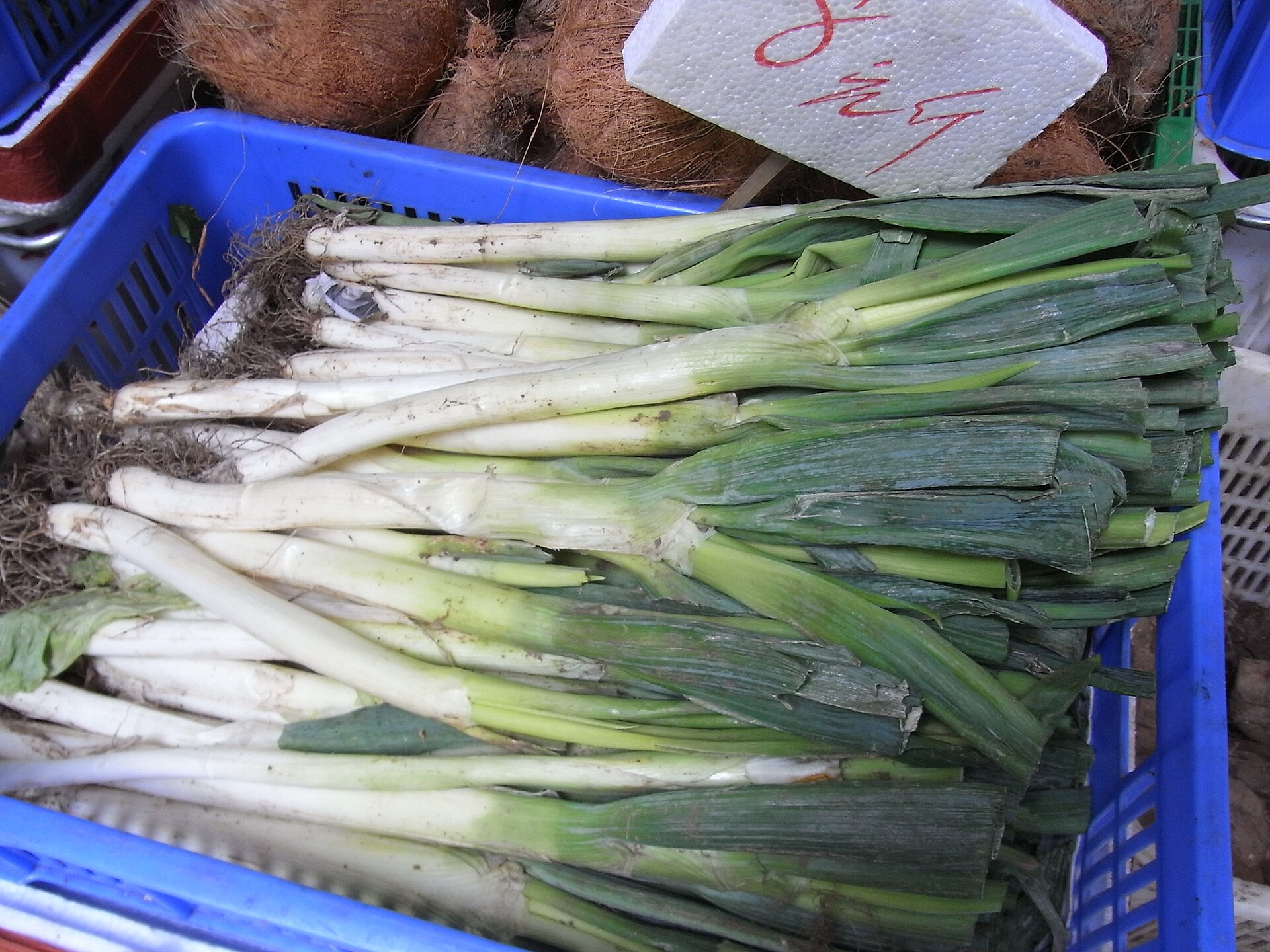 Cibule zimní