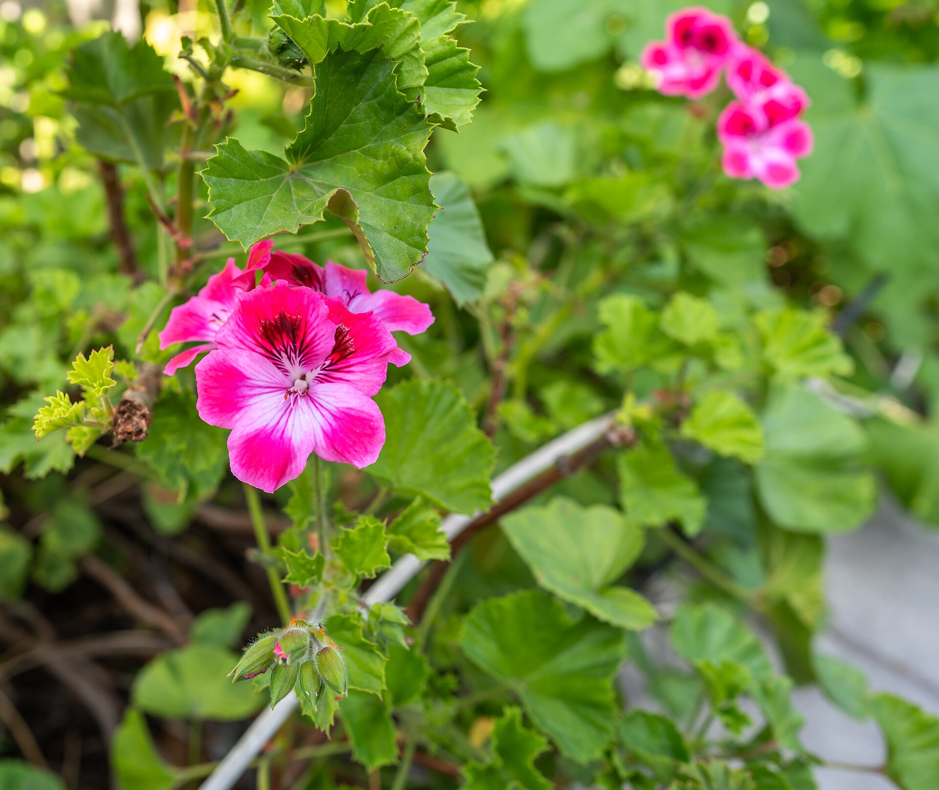 Pelargonie velkokvětá