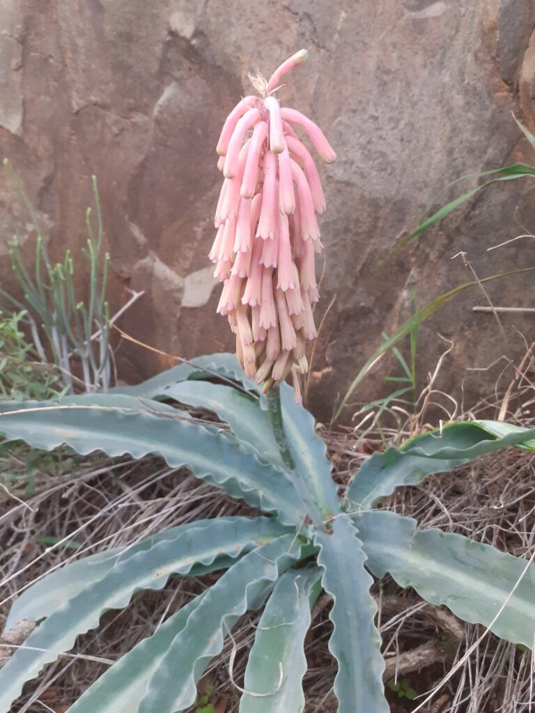 Veltheimie (Veltheimia)