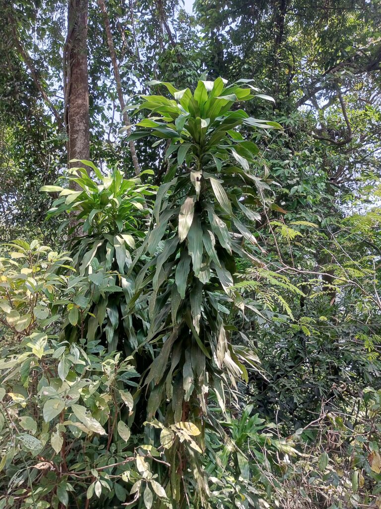 Dračinec (Dracaena)