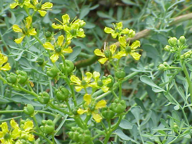 Routa vonná