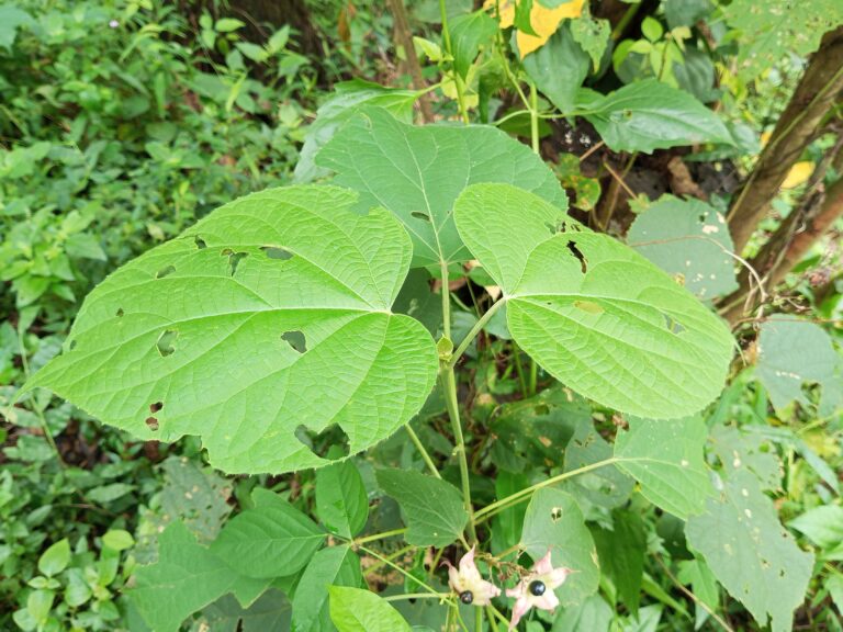 Blahokeř (Clerodendrum)