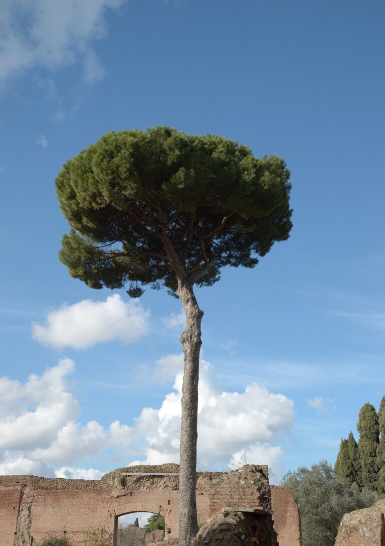 Borovice pinie (Pinus pinea)