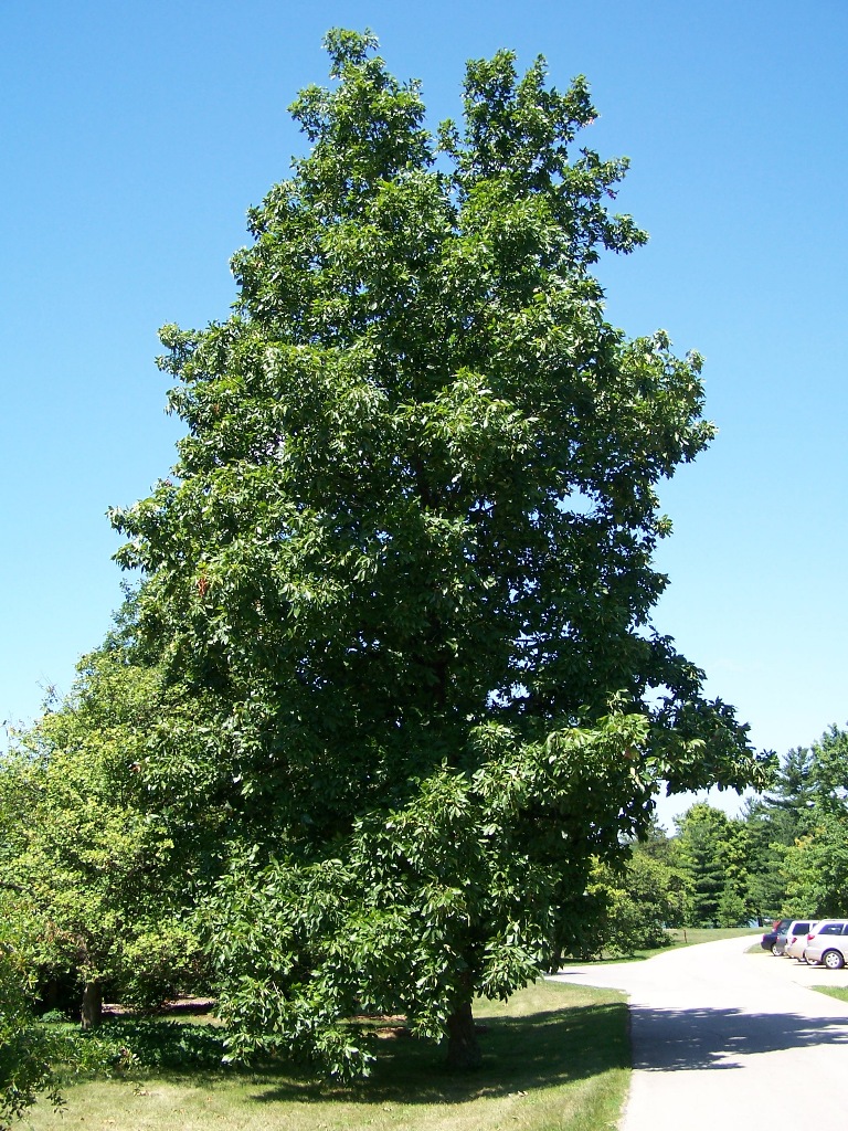 Ořechovec