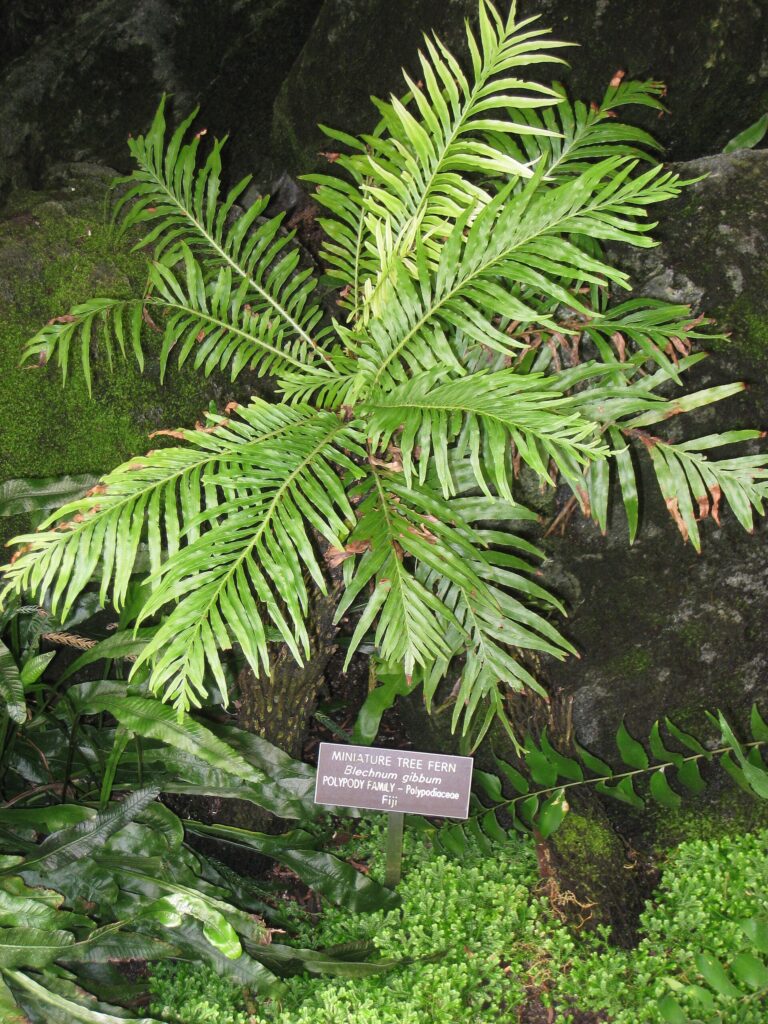 Žebrovice hrbatá (Blechnum gibbum)