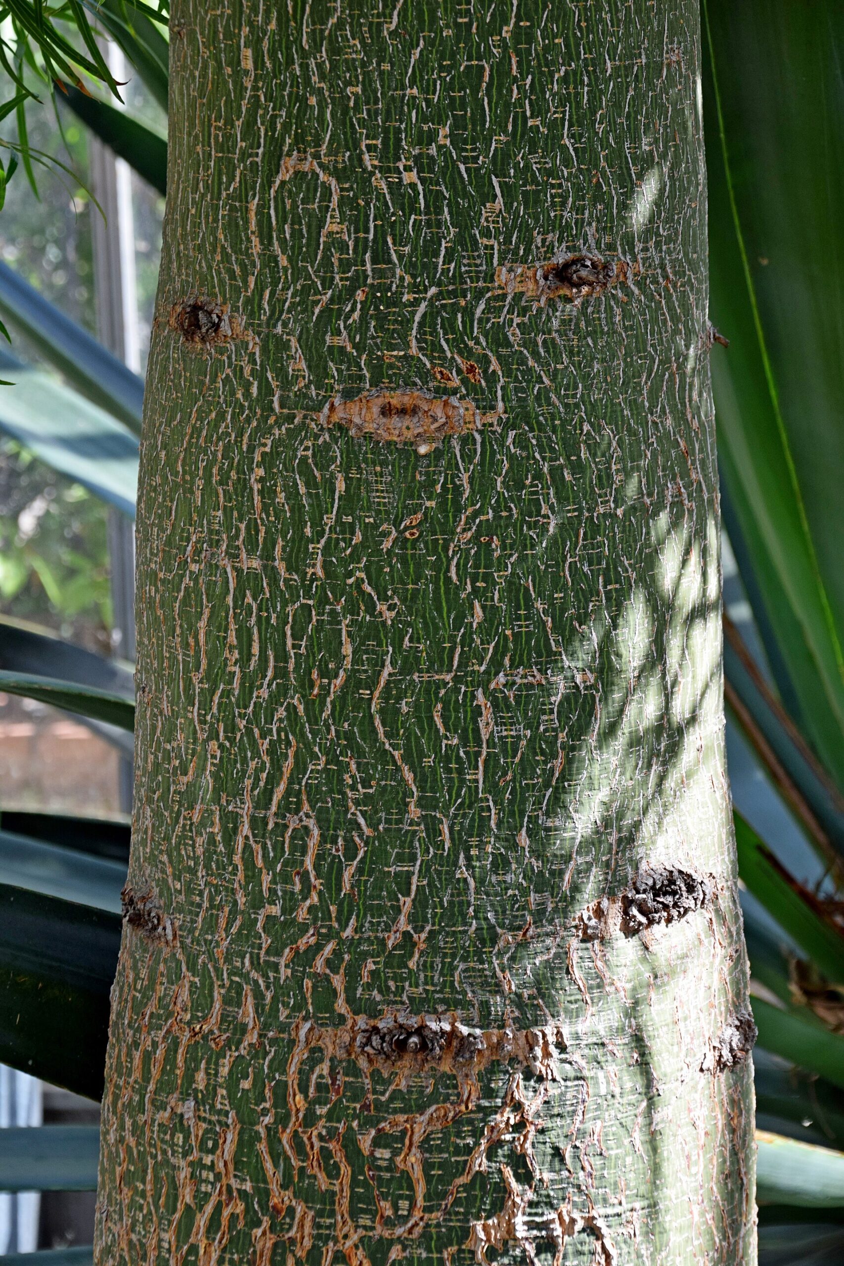 Brachychiton