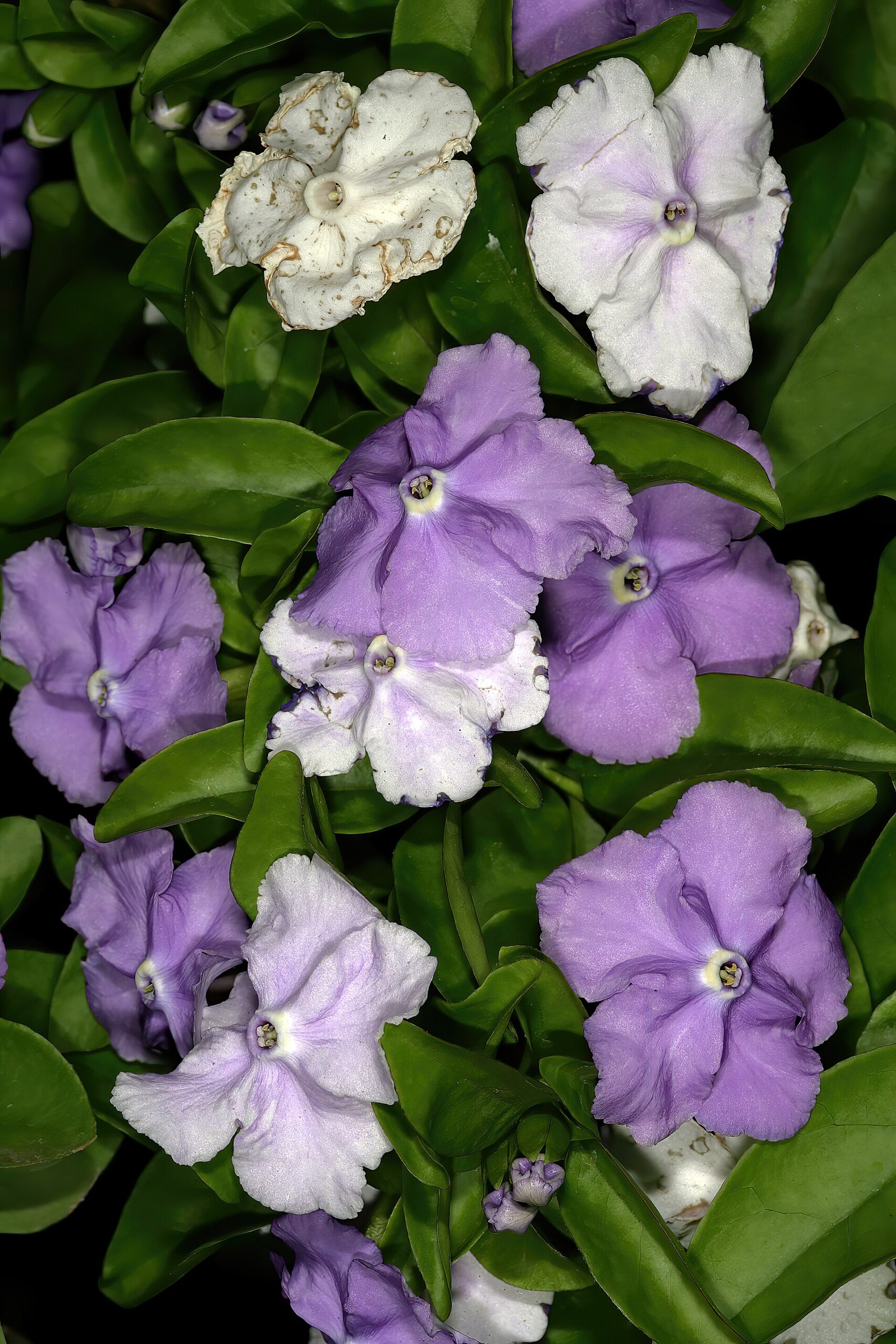 Brunfelsie