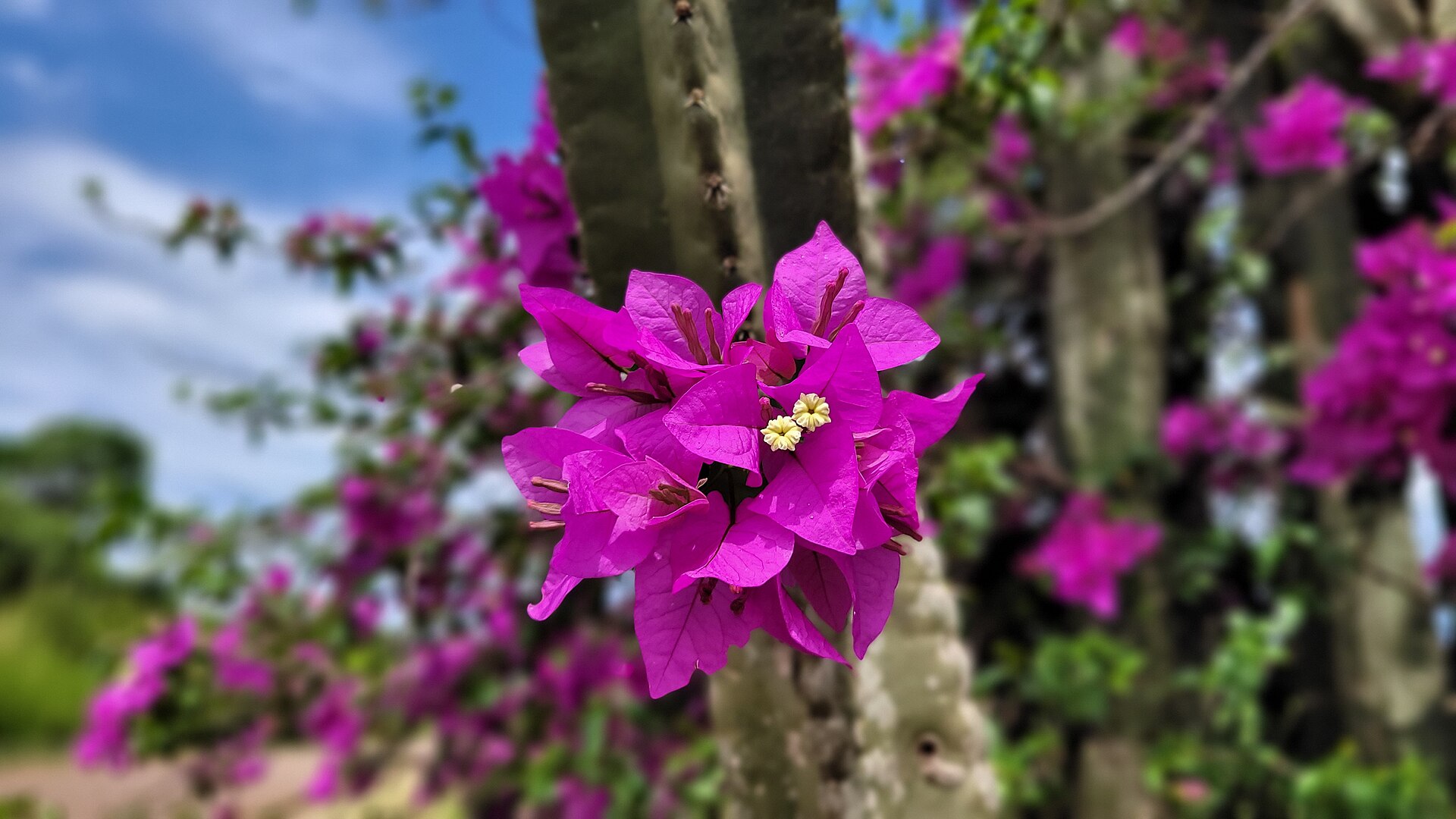 Bugenvilea