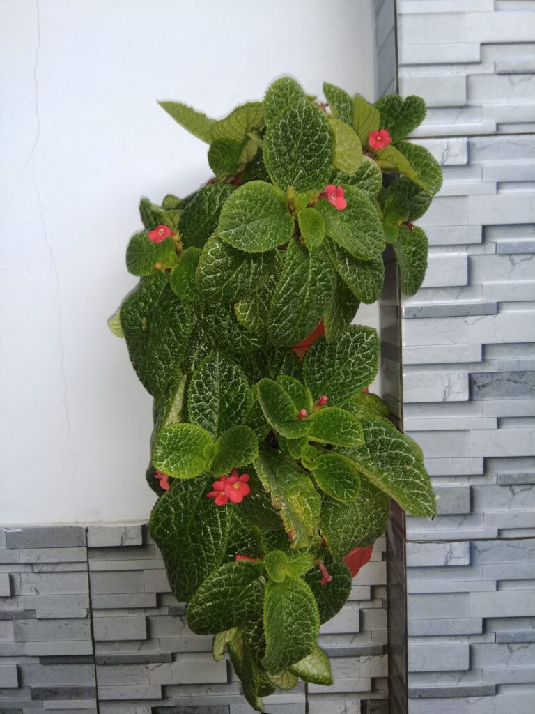 Episcie (Episcia)