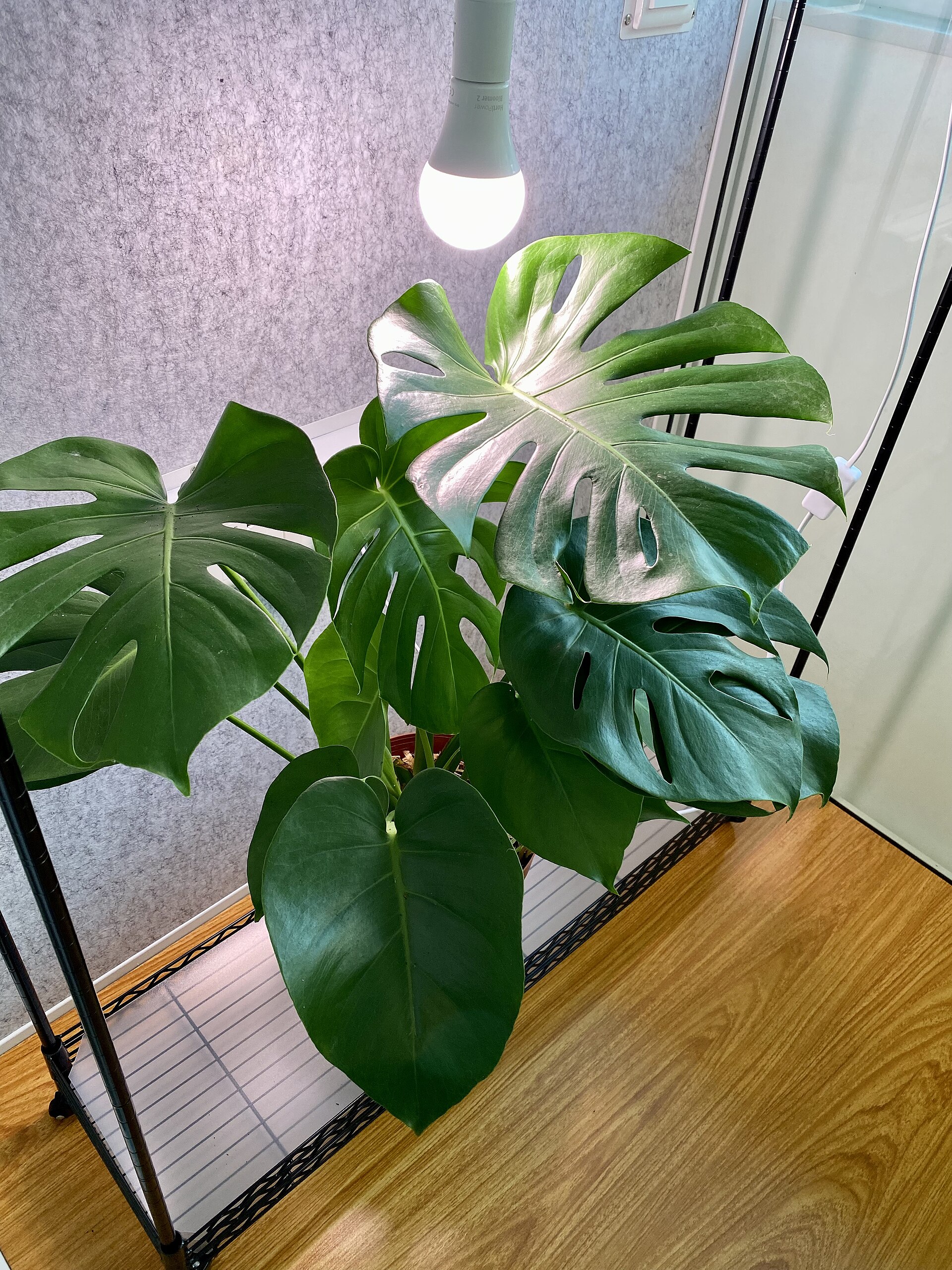 Monstera