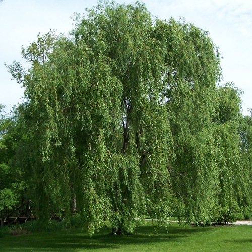 Vrba