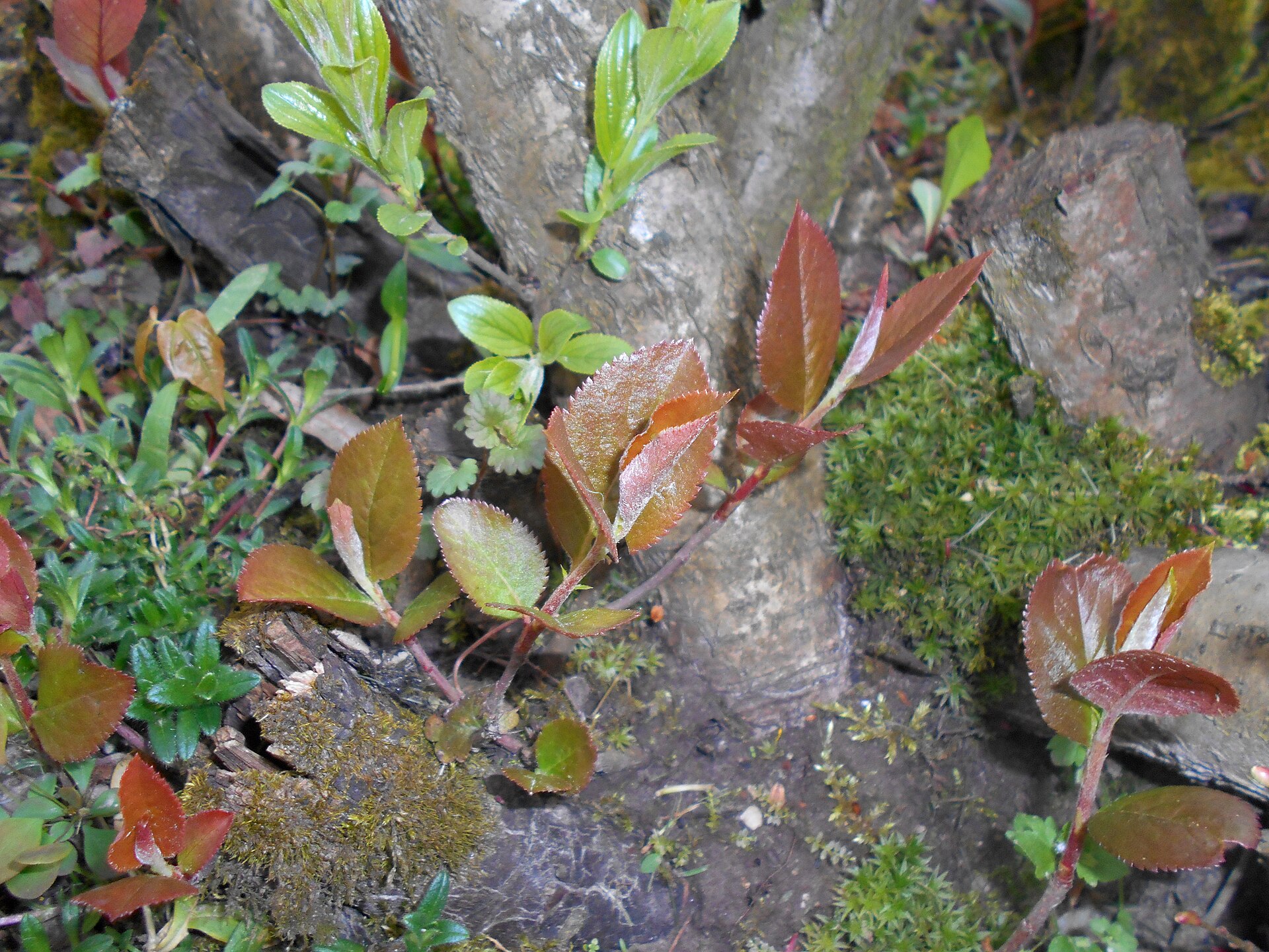 Aronia
