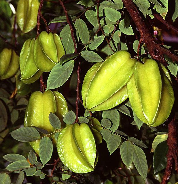 Karambola